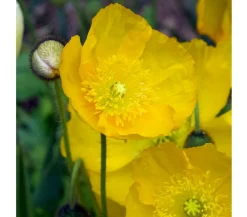 Dehner Steingartenstauden > Island-Mohn