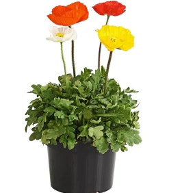 Dehner Steingartenstauden > Island-Mohn