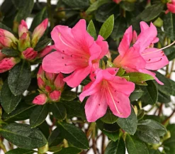 Dehner Rhododendren|Blühende Sträucher > Japanische Azalee