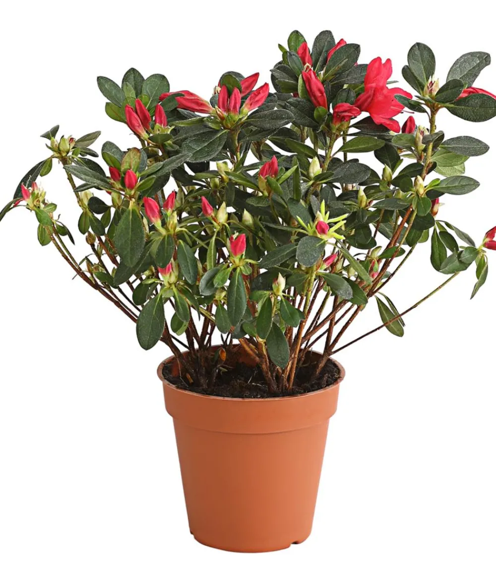 Dehner Rhododendren|Blühende Sträucher > Japanische Azalee