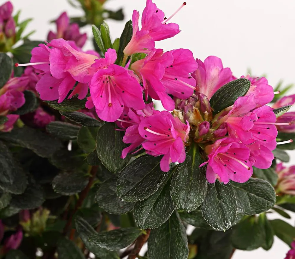 Dehner Rhododendren|Blühende Sträucher > Japanische Azalee