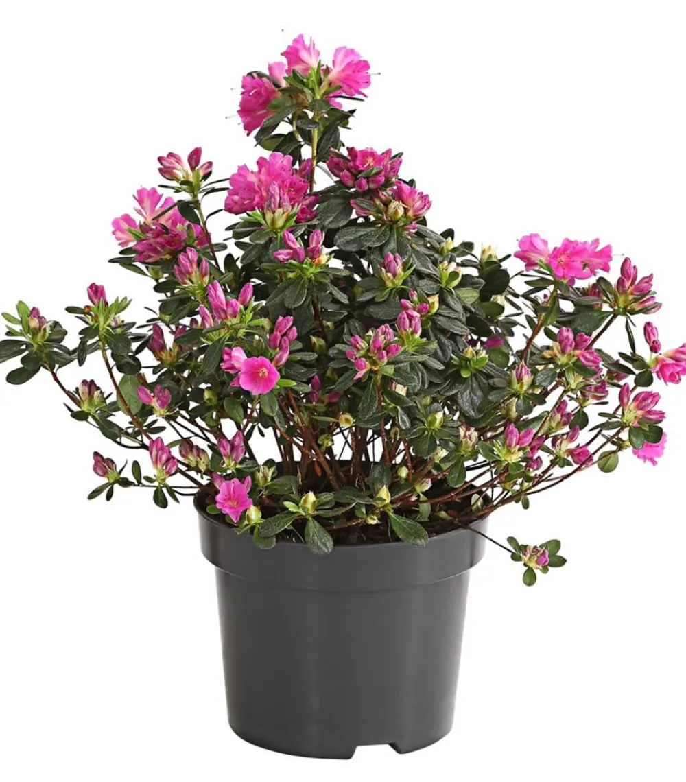Dehner Rhododendren|Blühende Sträucher > Japanische Azalee