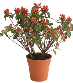 Dehner Japanische Azalee Orange Discount
