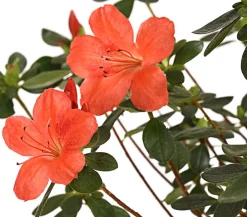 Dehner Japanische Azalee Orange