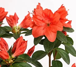 Dehner Japanische Azalee Apricot Discount