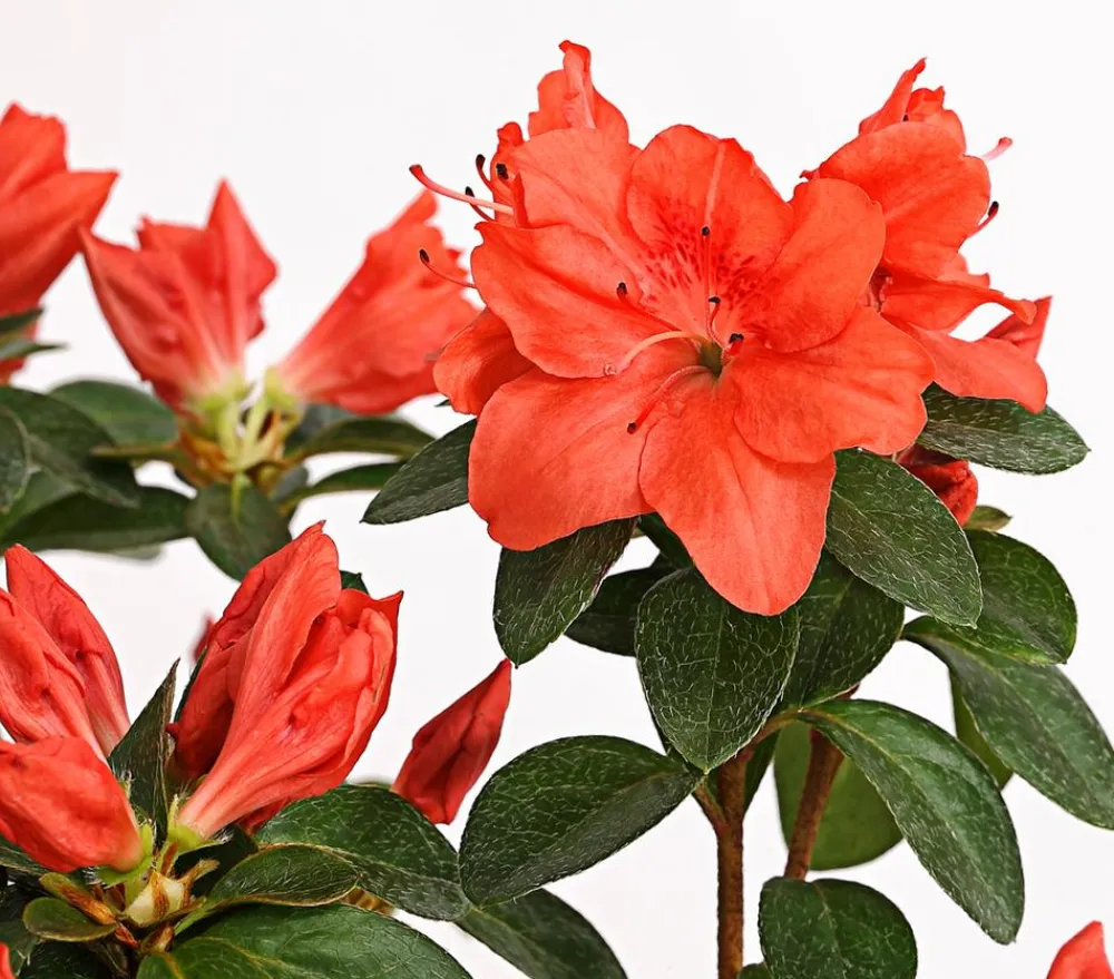Dehner Japanische Azalee Apricot Discount