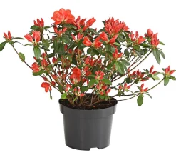 Dehner Japanische Azalee Apricot Discount