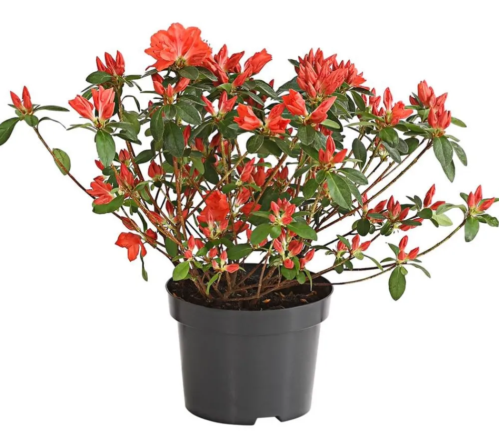 Dehner Japanische Azalee Apricot Discount