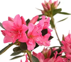 Dehner Rhododendren|Blühende Sträucher - Japanische Azalee Rosa