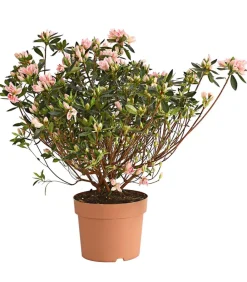 Dehner Rhododendren|Blühende Sträucher - Japanische Azalee Rosa