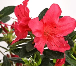 Dehner Rhododendren|Blühende Sträucher - Japanische Azalee Pink