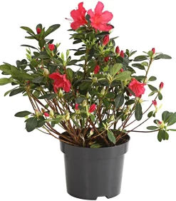 Dehner Rhododendren|Blühende Sträucher - Japanische Azalee Hellrot