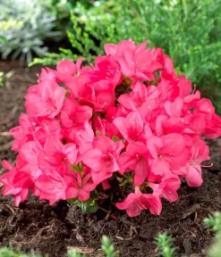 Dehner Rhododendren|Blühende Sträucher > Japanische Azalee 'Anouk'