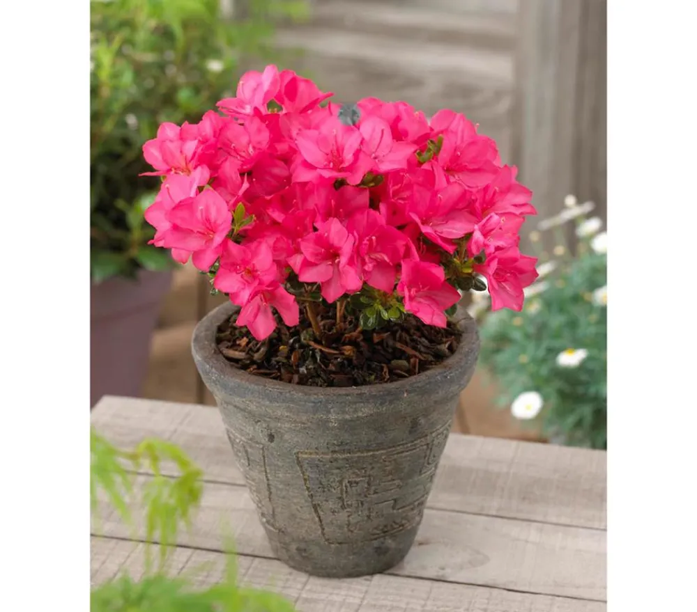 Dehner Japanische Azalee 'Anouk' Pink New