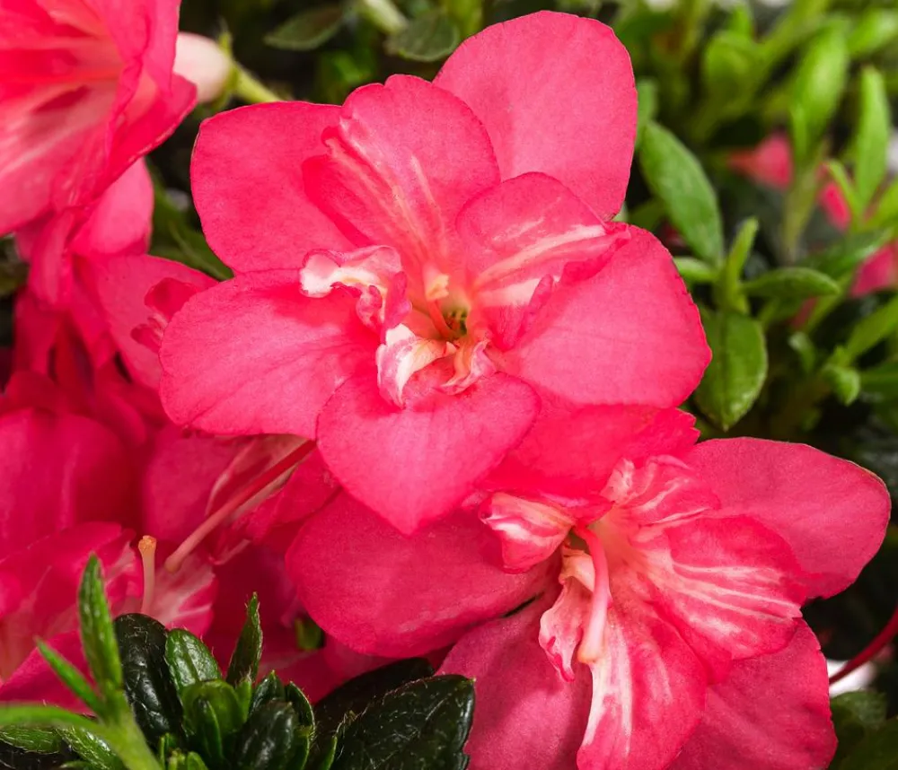 Dehner Japanische Azalee 'Anouk' Pink New