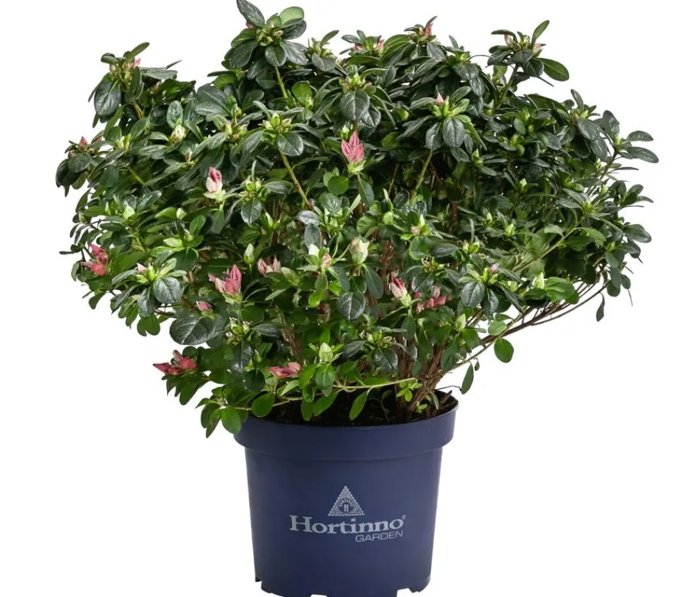 Dehner Rhododendren|Blühende Sträucher > Japanische Azalee 'Deluxe'