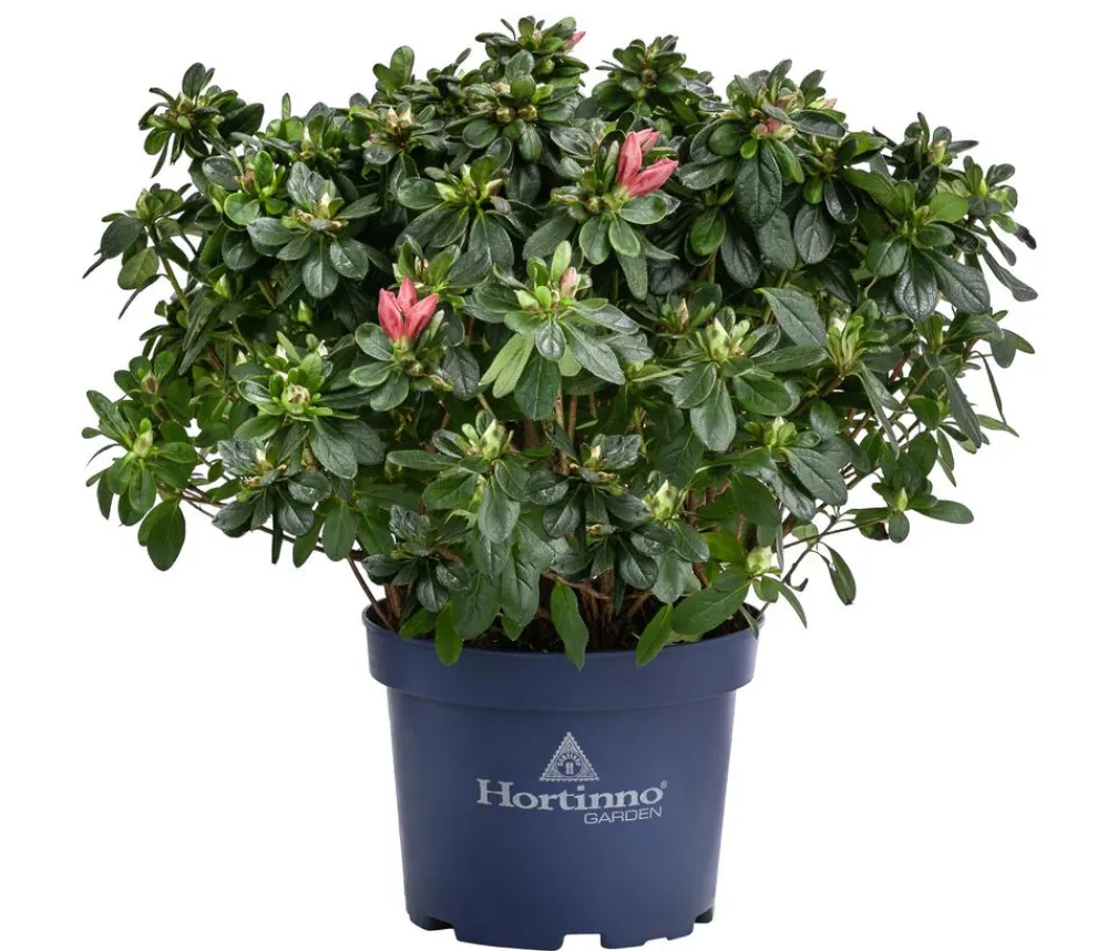 Dehner Rhododendren|Blühende Sträucher > Japanische Azalee 'Deluxe'