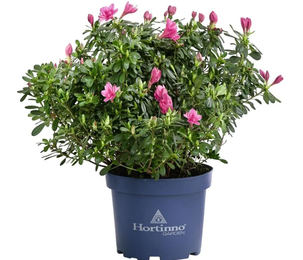 Dehner Japanische Azalee 'Deluxe' Rosa Hot