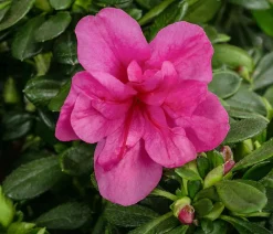 Dehner Japanische Azalee 'Deluxe' Rosa Hot
