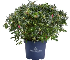 Dehner Rhododendren|Blühende Sträucher - Japanische Azalee 'Deluxe' Rot