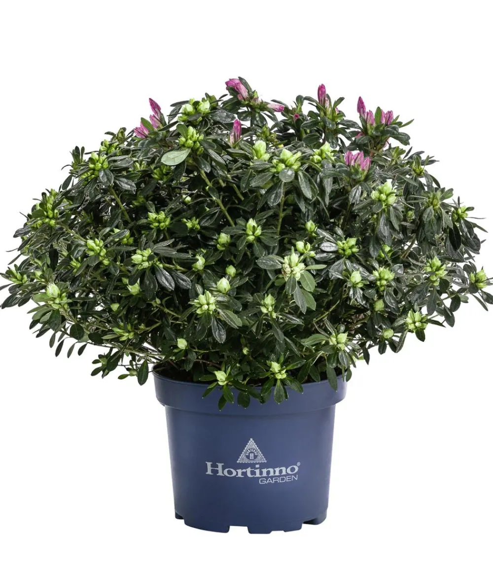 Dehner Rhododendren|Blühende Sträucher - Japanische Azalee 'Deluxe', Bicolor