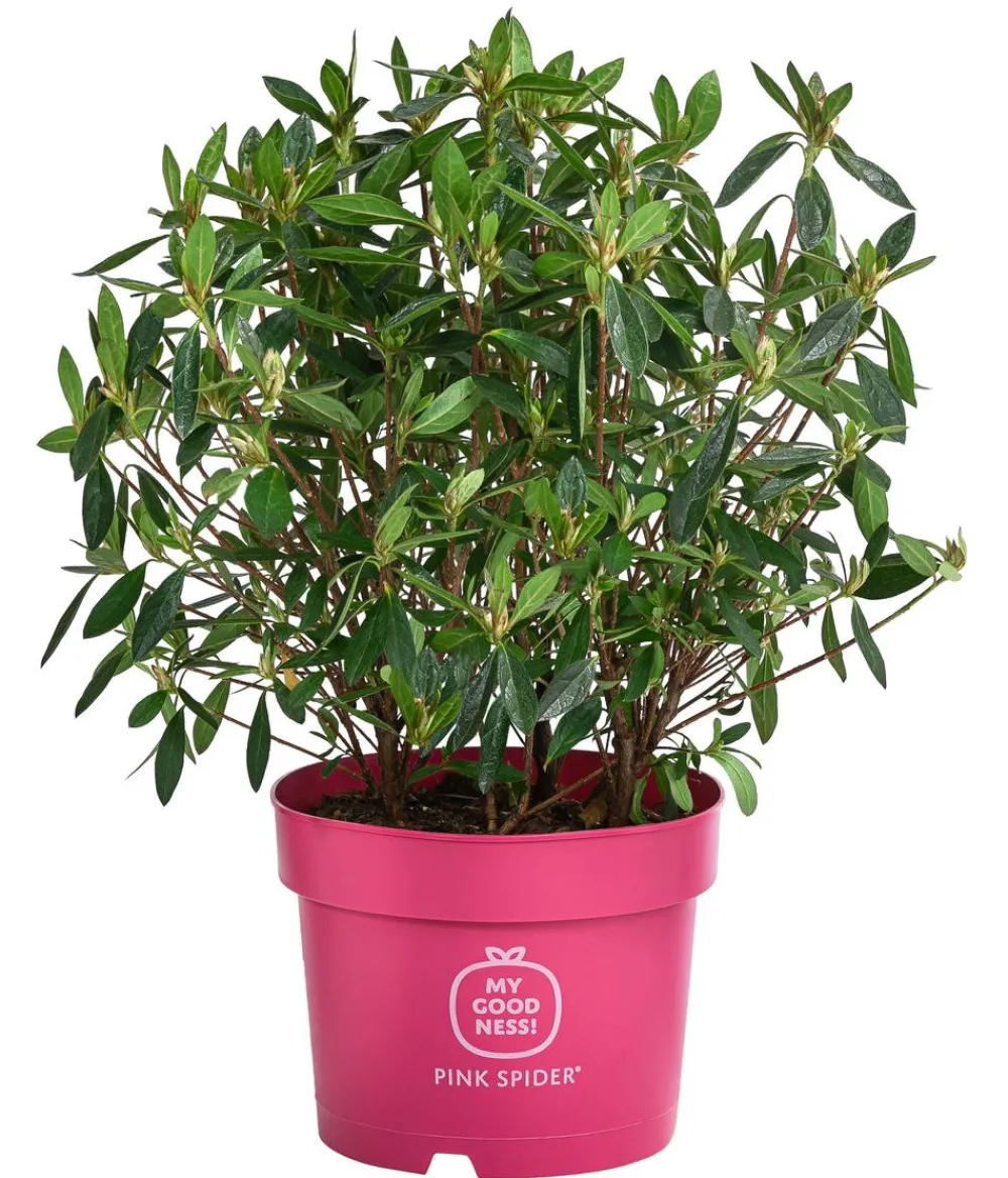 Dehner Rhododendren|Blühende Sträucher > Japanische Azalee ' Spider®'