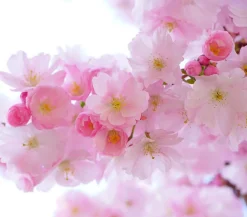 Dehner Laubgehölze|Blühende Sträucher - Japanische Blütenkirsche 'Amanogawa' Rosa