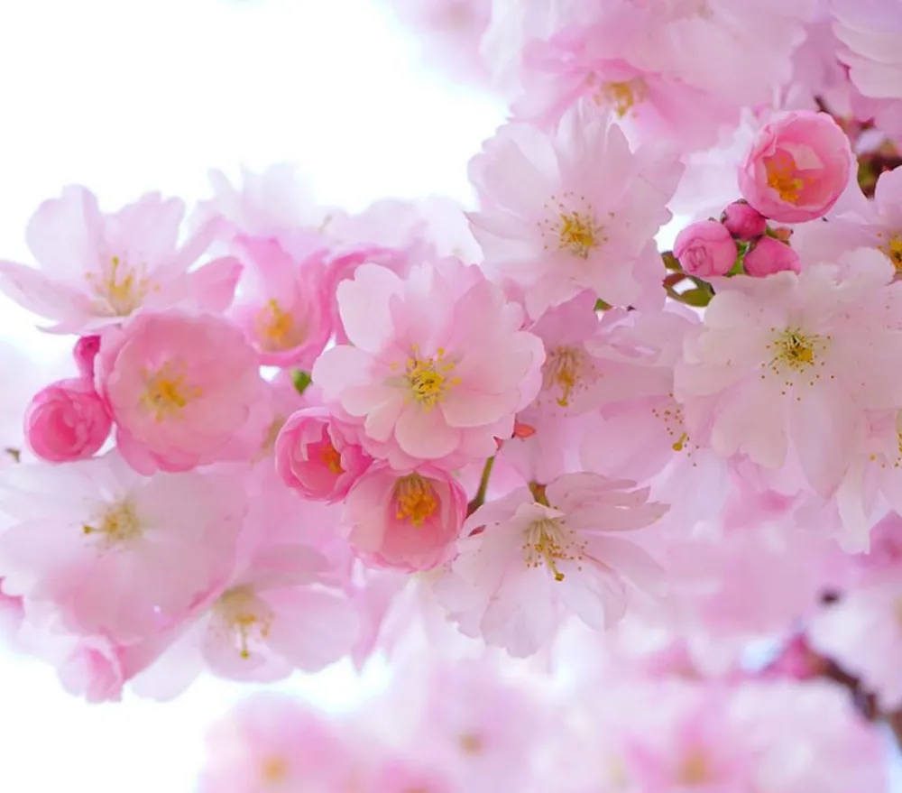 Dehner Laubgehölze|Blühende Sträucher - Japanische Blütenkirsche 'Amanogawa' Rosa