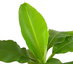 Dehner Terrassenpflanzen|Grünpflanzen > Japanische Faserbanane - Musa basjoo