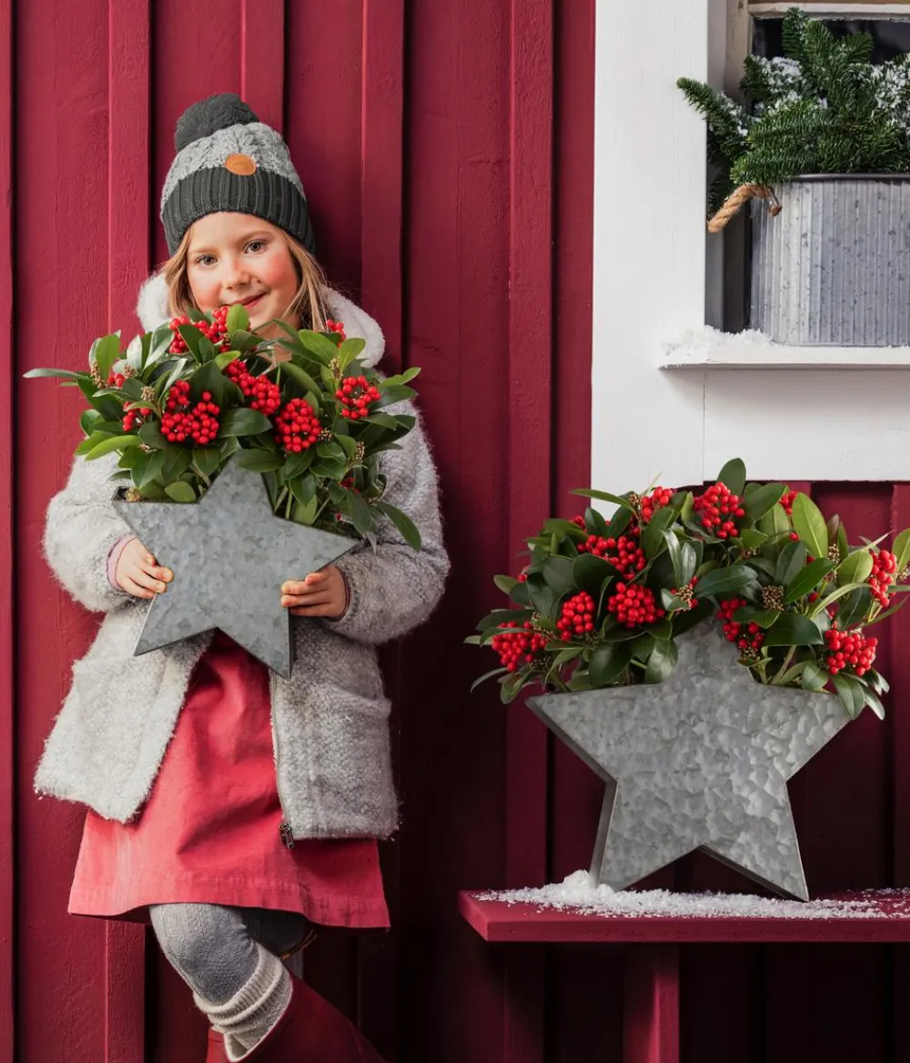 Dehner Japanische Fruchtskimmie 'Temptation' Rot Best