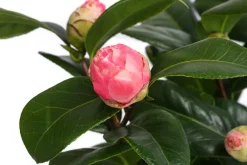 Dehner Japanische Kamelie, verschiedene Sorten Rosa New
