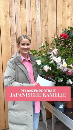 Dehner Japanische Kamelie, verschiedene Sorten Weiß New