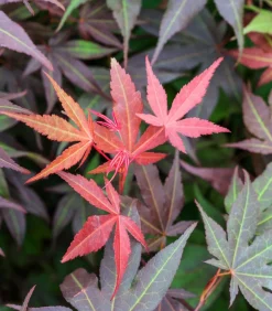 Dehner Laubgehölze > Japanischer Fächerahorn 'Atropurpureum'
