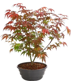 Dehner Laubgehölze > Japanischer Fächerahorn 'Atropurpureum'