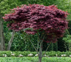 Dehner Laubgehölze > Japanischer Fächerahorn 'Atropurpureum'