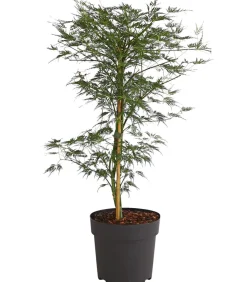 Dehner Laubgehölze > Japanischer Fächerahorn 'Emerald Lace'
