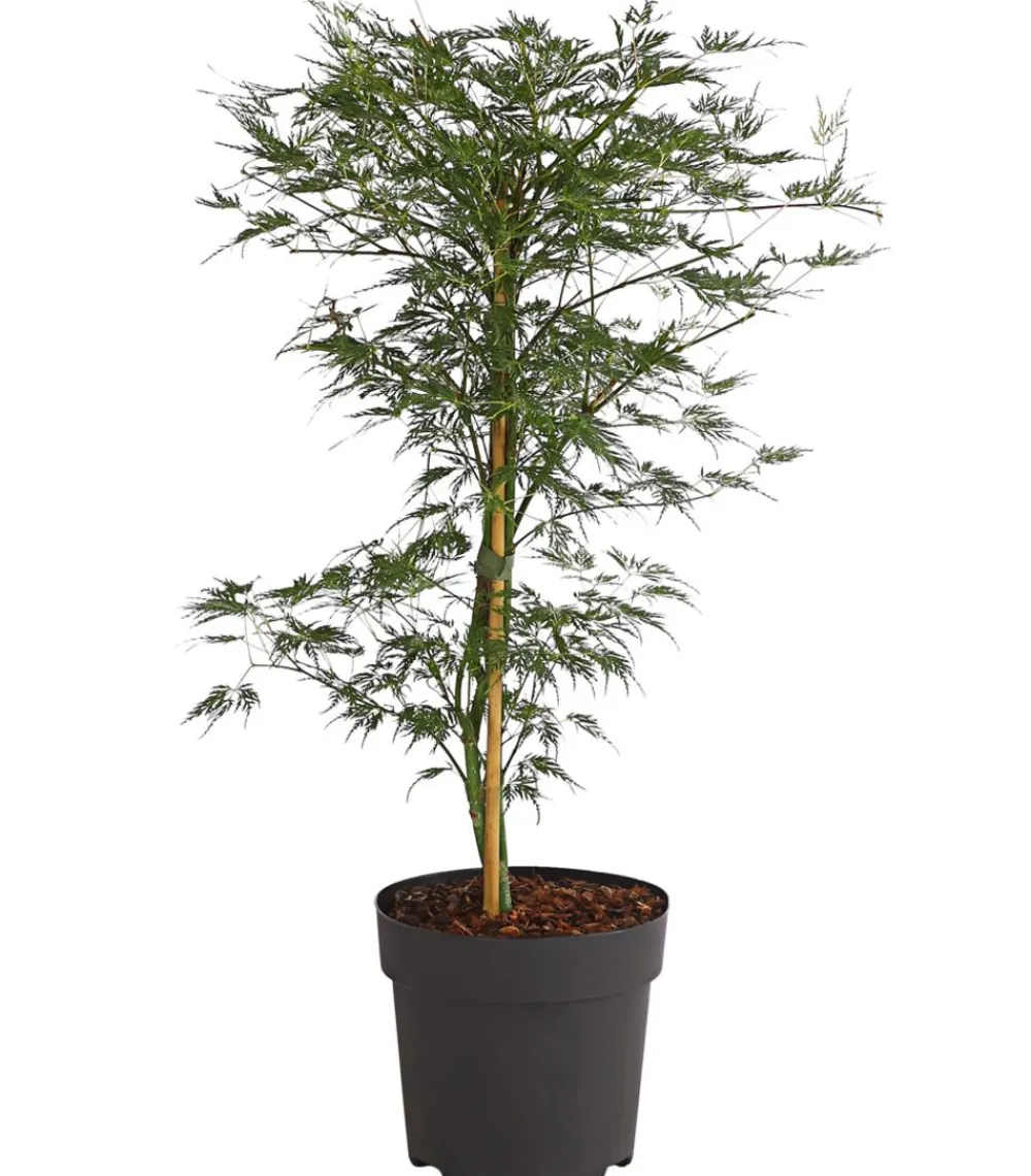 Dehner Laubgehölze > Japanischer Fächerahorn 'Emerald Lace'