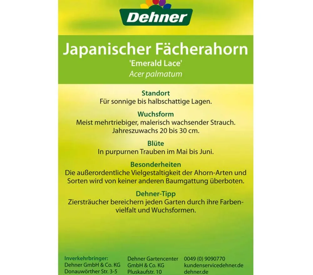 Dehner Laubgehölze > Japanischer Fächerahorn 'Emerald Lace'