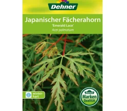 Dehner Laubgehölze > Japanischer Fächerahorn 'Emerald Lace'