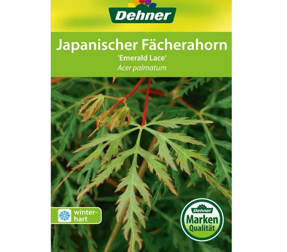 Dehner Laubgehölze > Japanischer Fächerahorn 'Emerald Lace'