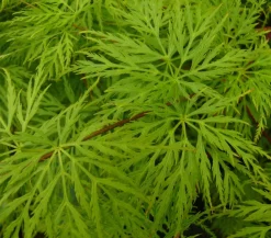 Dehner Laubgehölze > Japanischer Fächerahorn 'Emerald Lace'