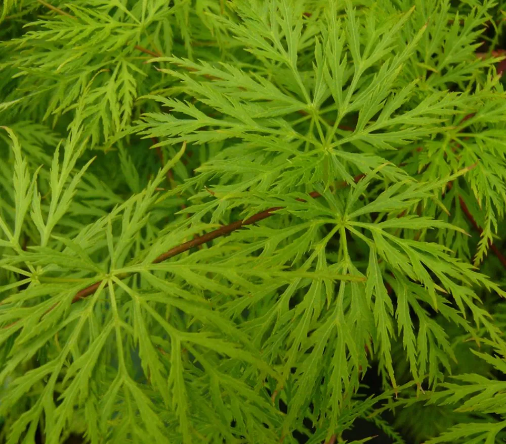 Dehner Laubgehölze > Japanischer Fächerahorn 'Emerald Lace'