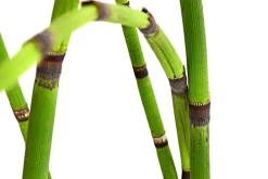 Dehner Aqua Gartenteich·Teich­­Pflanzen|Teichpflanzen - Japanischer Schachtelhalm Grün