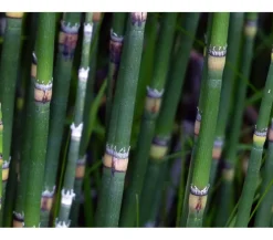 Dehner Aqua Gartenteich·TeichPflanzen|Teichpflanzen - Japanischer Schachtelhalm Grün