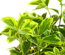 Dehner Japanischer Spindelstrauch 'Aureomarginatus' Hot