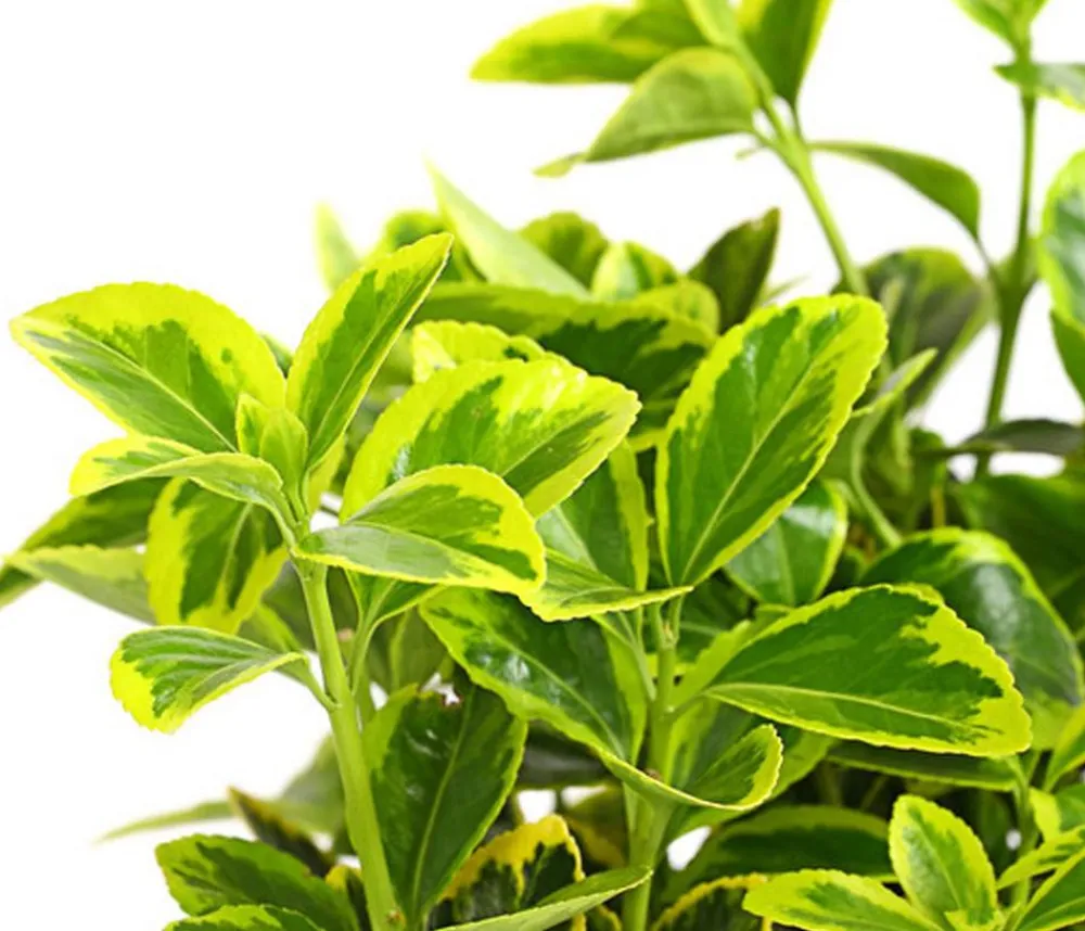 Dehner Japanischer Spindelstrauch 'Aureomarginatus' Hot