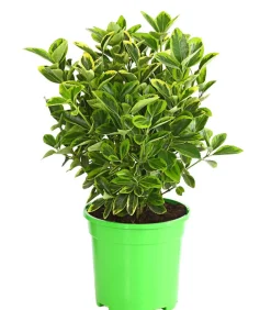 Dehner Japanischer Spindelstrauch 'Aureomarginatus' Hot