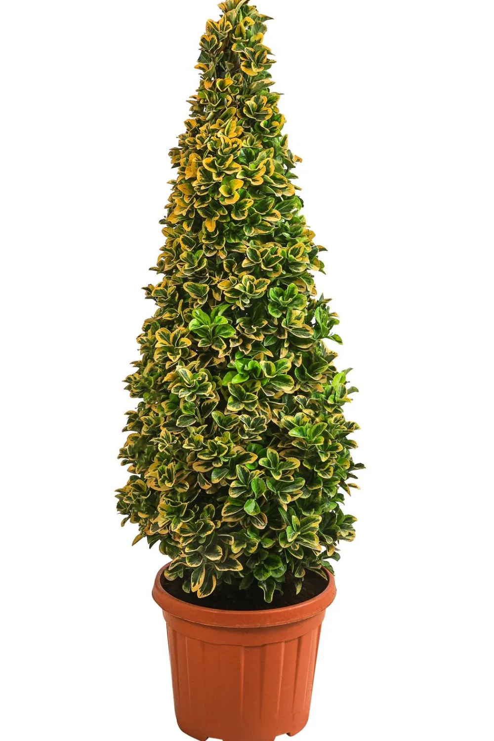 Dehner Japanischer Spindelstrauch 'Elegantissima Aurea', ca. 130-150 cm