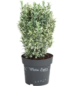 Dehner Japanischer Spindelstrauch 'White Spire' Best