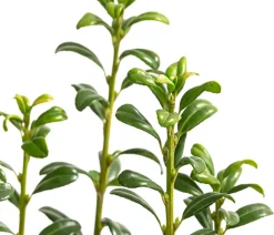 Dehner Laubgehölze|Xxl-Gartenpflanzen - Japanischer Säulen-Berg-Ilex 'Fastigiata' Dunkelgrün